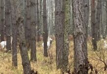 Niesamowity moment: w polskim lesie zauważono trzy rzadkie białe jelenie