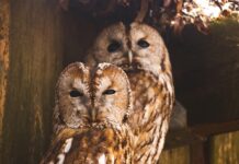 Sowa Uszata zadomowiła się w Polsce