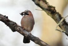 Brak żołędzi przyciągnął 10 000 sójek nad bałtyckie wybrzeże Polski