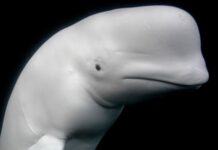 Hvaldimir: Tajemniczy waleń z czapeczką na głowie